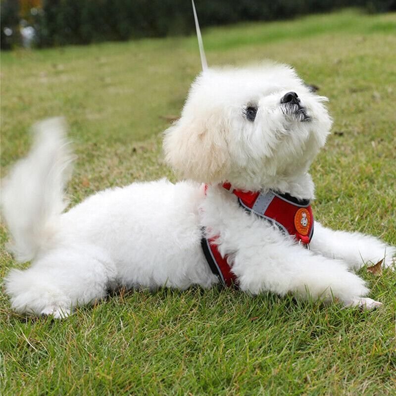 Adjustable Mesh Dog Harness Vest with Leash 6 Dog Harness Cat Lead Puppy Leash Vest Mesh Breathe Adjustable Braces Small Pet Pink - M – photo 6